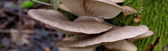 Pleurotus ostreatus