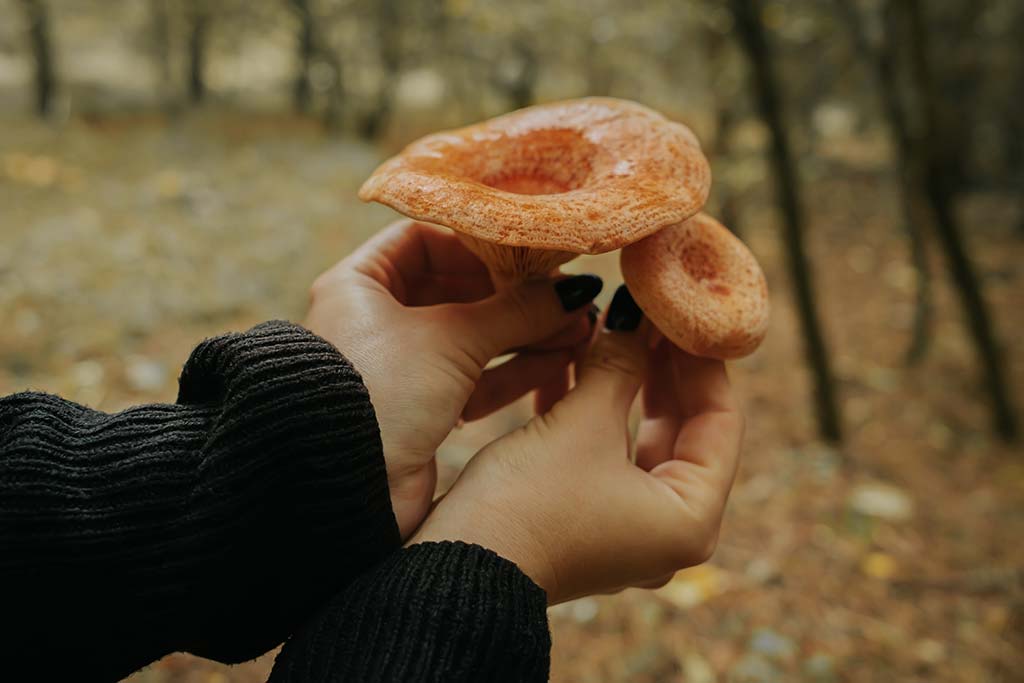 Cestas de mimbre para Níscalos