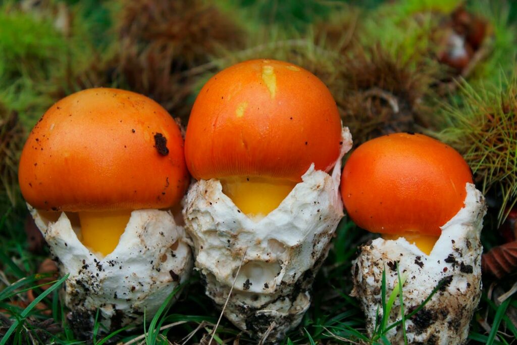 Amanita caesarea mimplas artesania